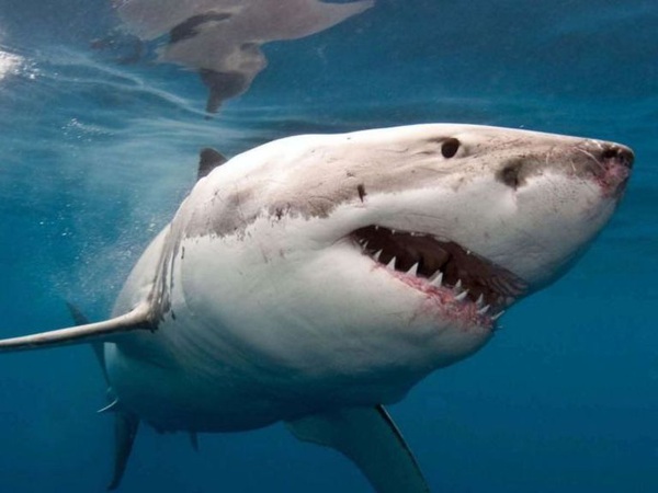 Nằm mơ thấy cá mập số mấy, đánh con gì giúp tài lộc gõ cửa?