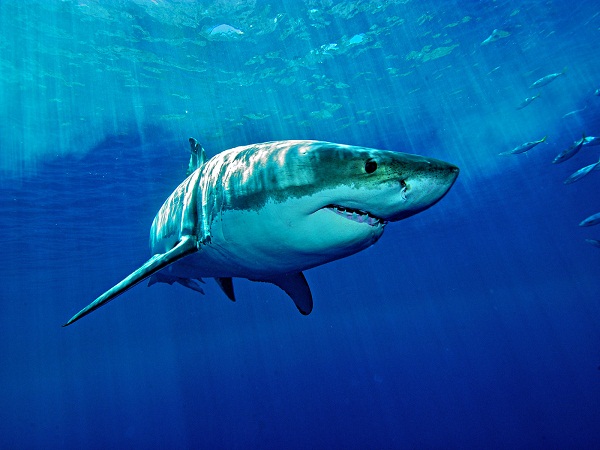 Nằm mơ thấy cá mập gặp hên hay xui? Bật mí con số chuẩn nhất