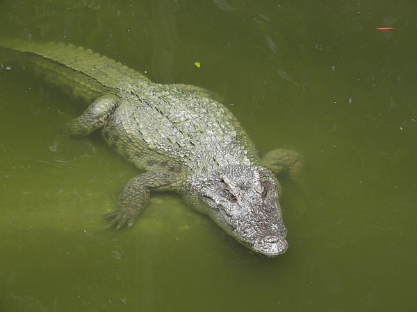 Cá sấu số mấy? Giải mã ý nghĩa giấc mơ thấy cá sấu có may không?