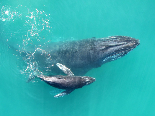 Mơ thấy cá voi là sắp có lộc tiền bạc? Đánh con số nào hên?
